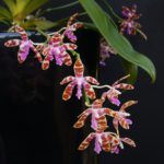 Цветок орхидеи фаленопсис. Phalaenopsis mariae