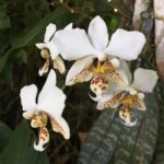 Цветок орхидеи фаленопсис. Phalaenopsis stuartiana