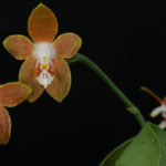 Цветок орхидеи фаленопсис. Phalaenopsis-venosa