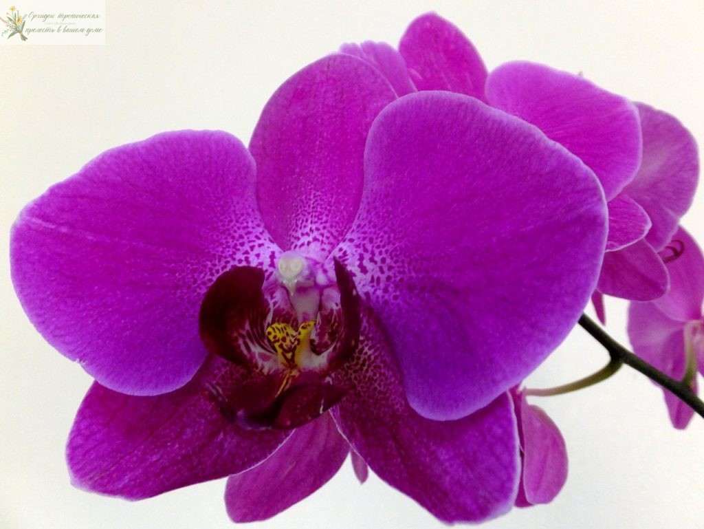 Что означает цветок орхидеи. Пурпурная орхидея.