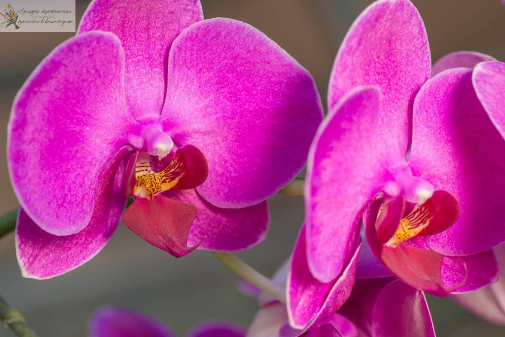 Что означает цветок орхидеи. Розовая орхидея