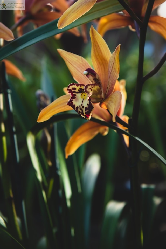 Фаленопсис и орхидея в чем разница. Орхидея