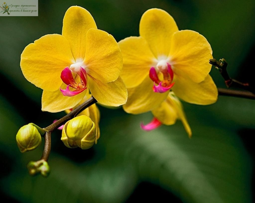 Что означает цветок орхидеи. Желтая орхидея