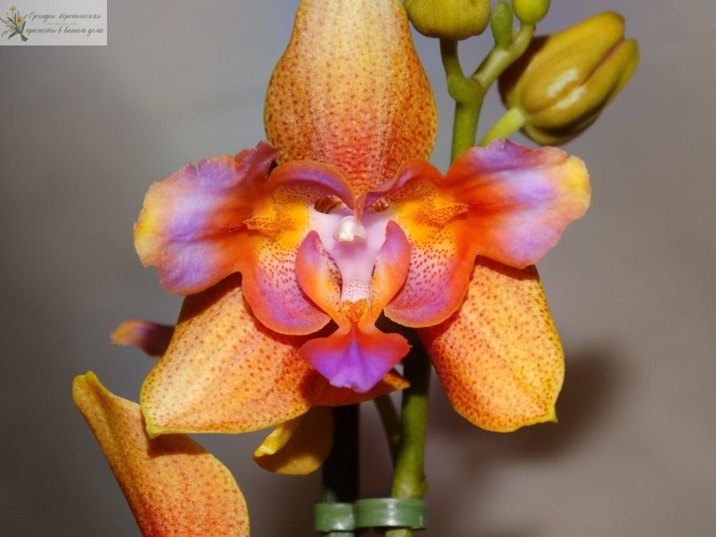 Что такое трилипс орхидея. Зоррро амато трилипс.