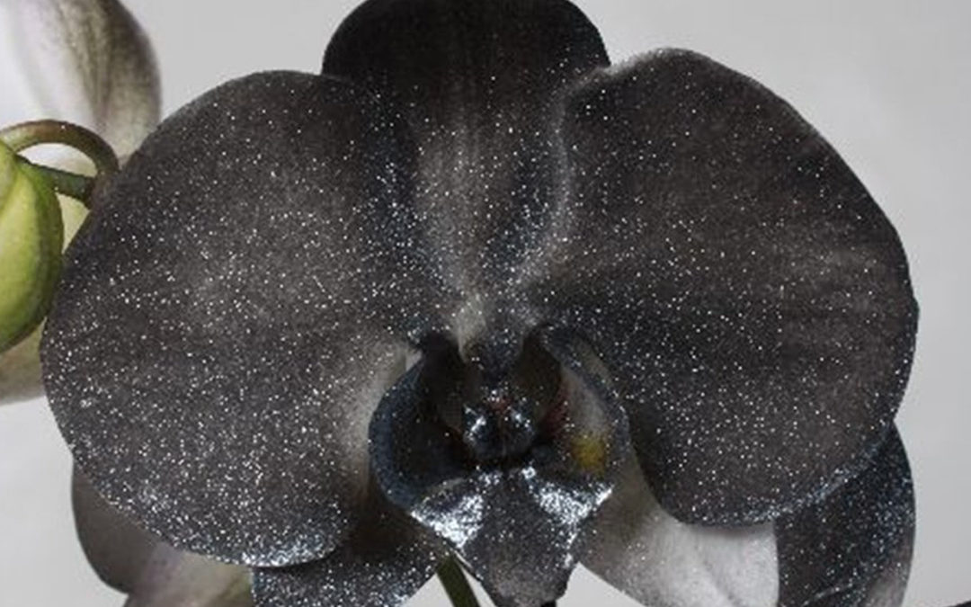 Орхидея мультифлора Черная Ночь: выращивание в закрытой системе