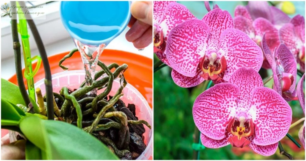 Никотиновая кислота для орхидей -полив