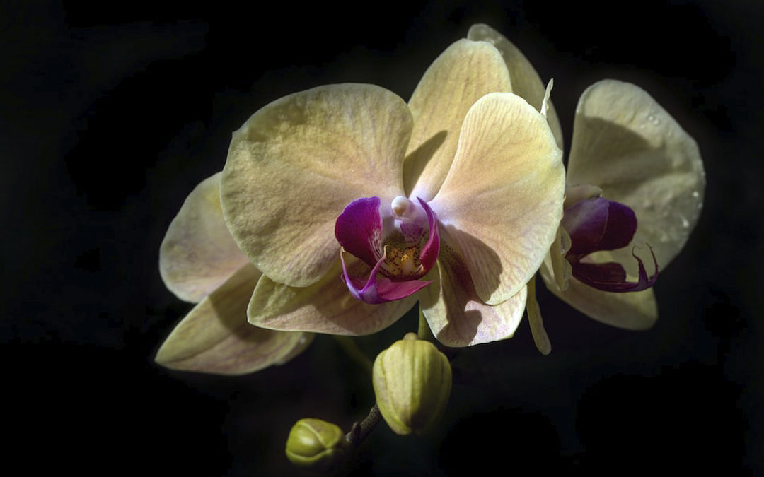 Случайно повредили лист орхидеи? Не беда! Вот что нужно делать