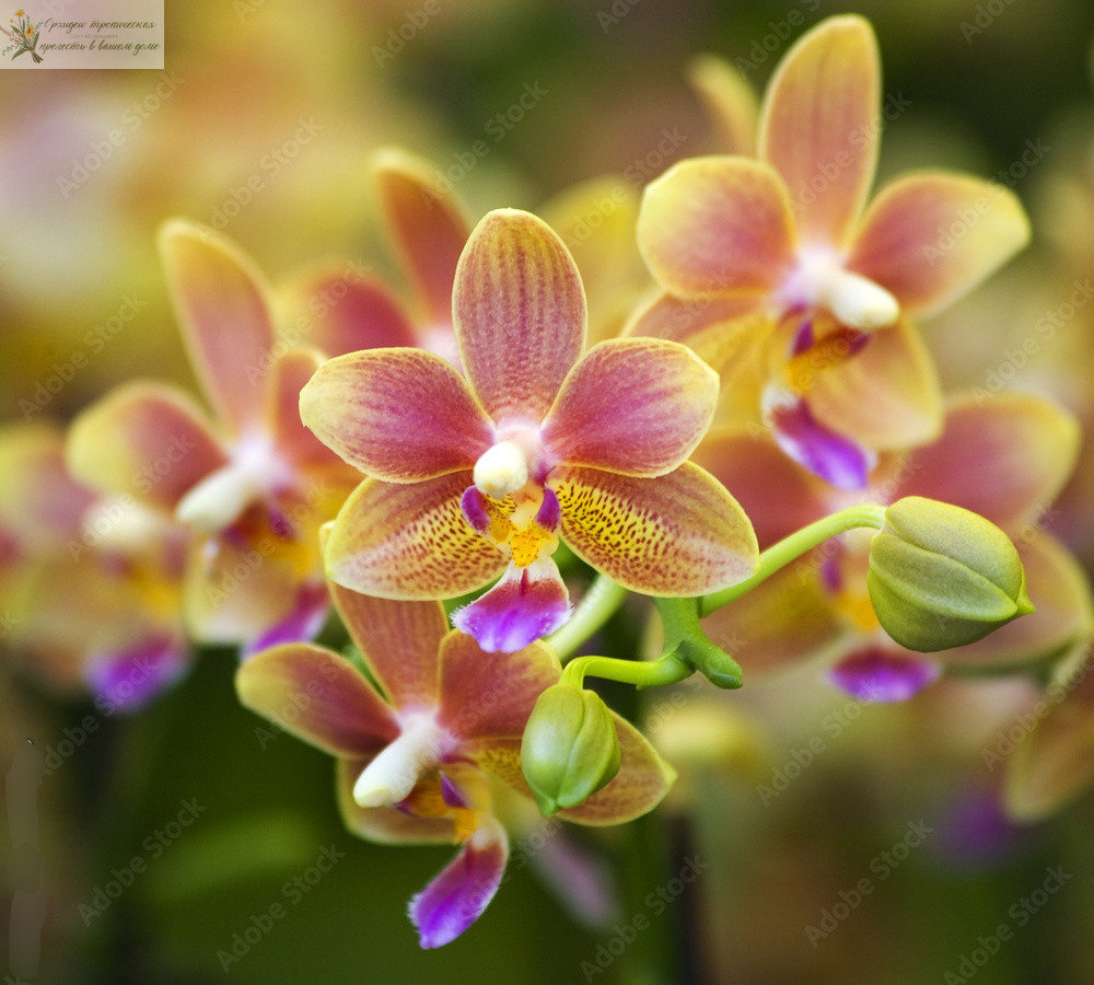Микориза для орхидей. Цветущая орхидея.