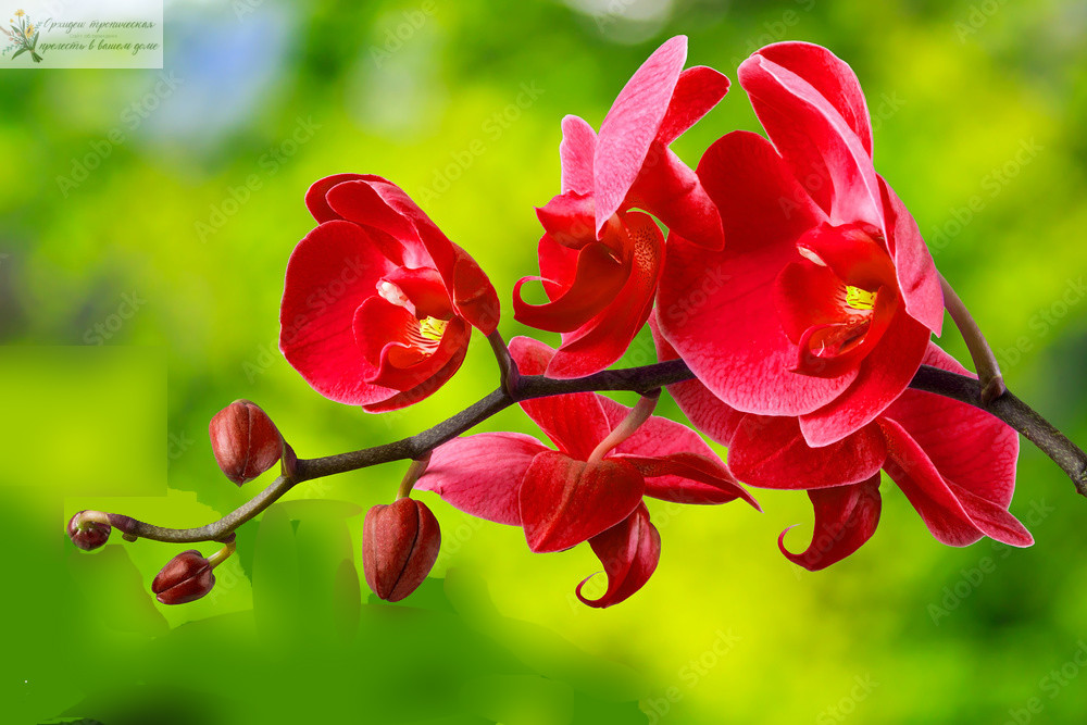 Микориза для орхидей. Красная орхидея