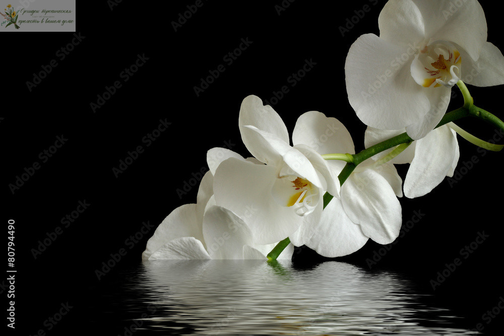 Осмокот удобрение. Белая орхидея