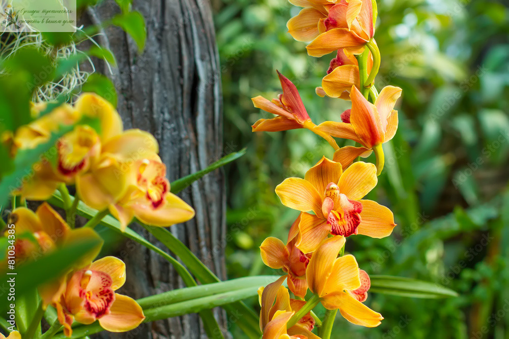 Орхидные растения. Цимбидиум в природе