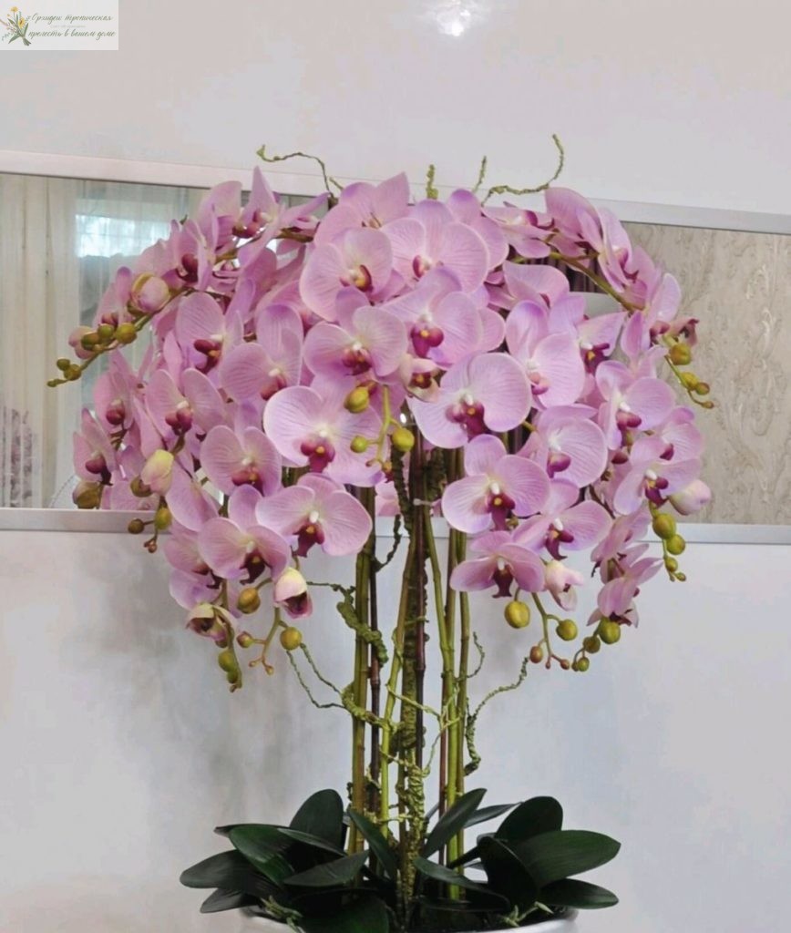 Королевская орхидея фаленопсис розовая