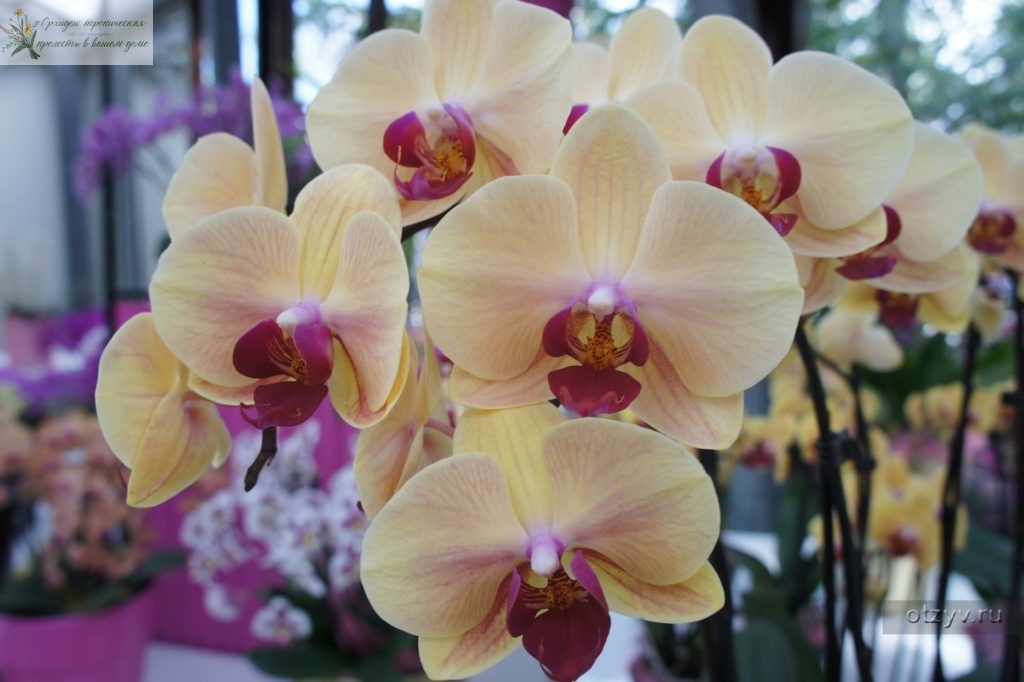Королевская орхидея желтая