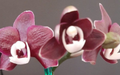 Как ухаживать за орхидеей после цветения: советы и рекомендации