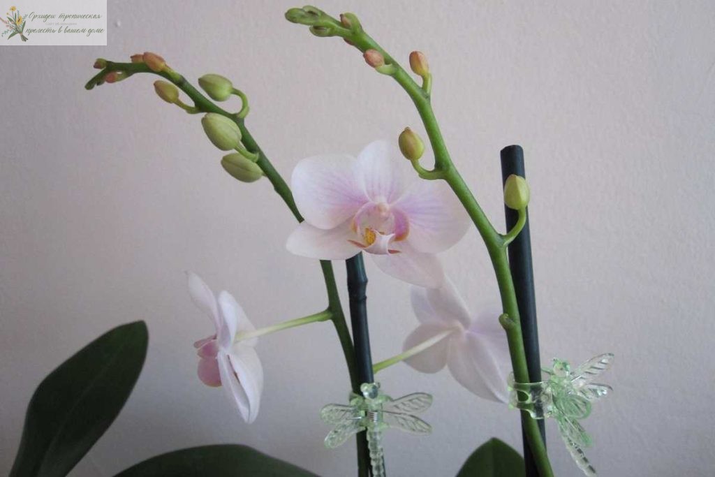 Цветонос у орхидеи после цветения Здоровый цветонос
