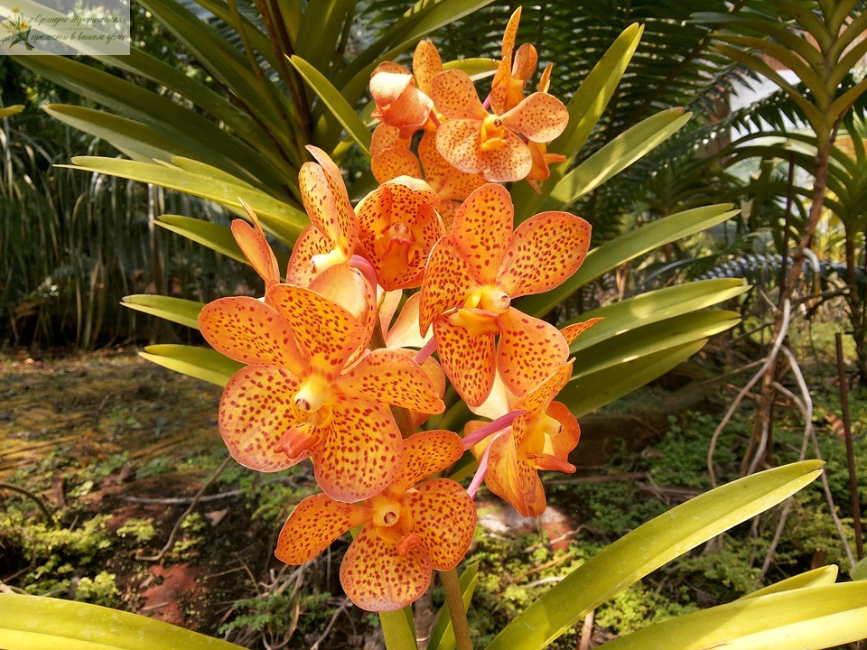 Орхидея в дикой природе