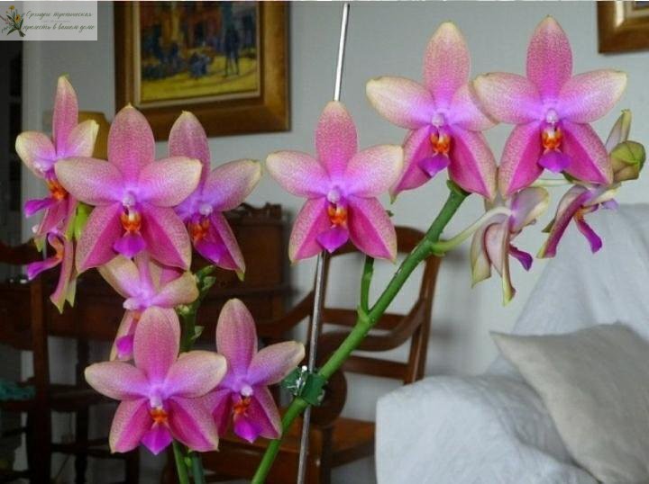 Орхидея Лиодоро дома