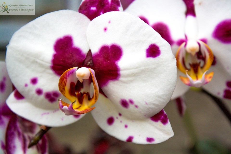 Орхидея крупным планом