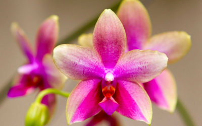 Орхидея Лиодоро, какая она?