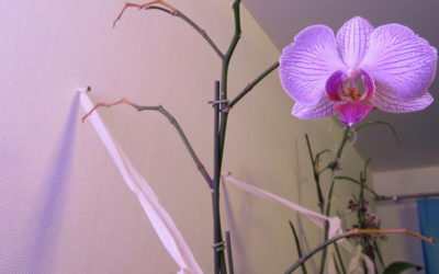 Цветонос у орхидеи после цветения: секреты ухода