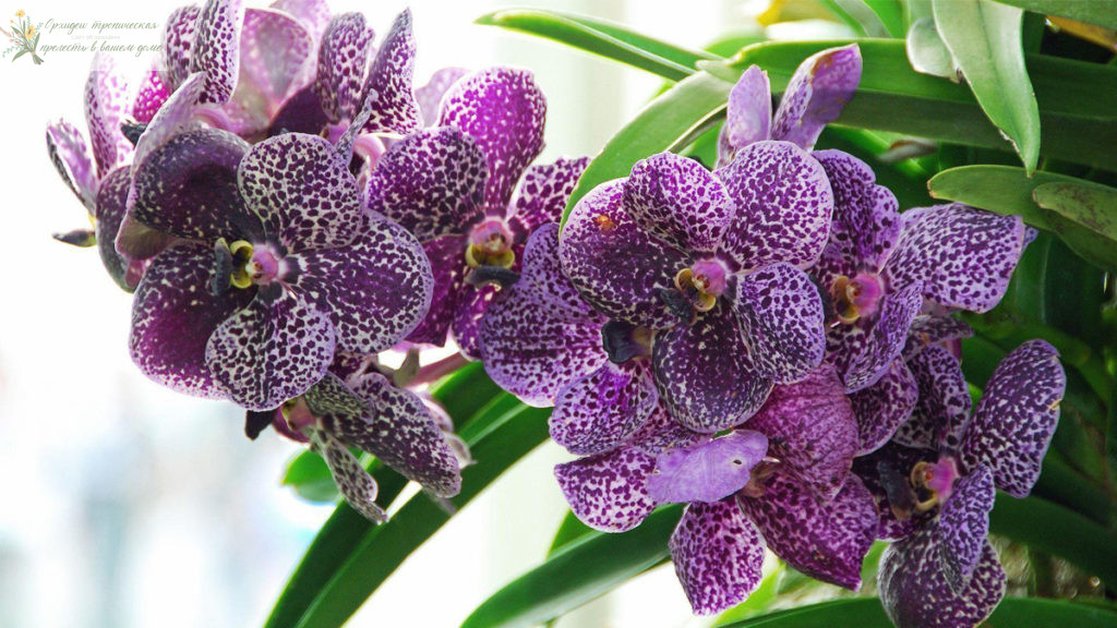 Цеофлора для орхидей. Фаленопсис