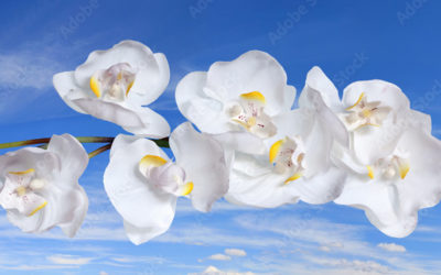 Орхидные растения: общая информация