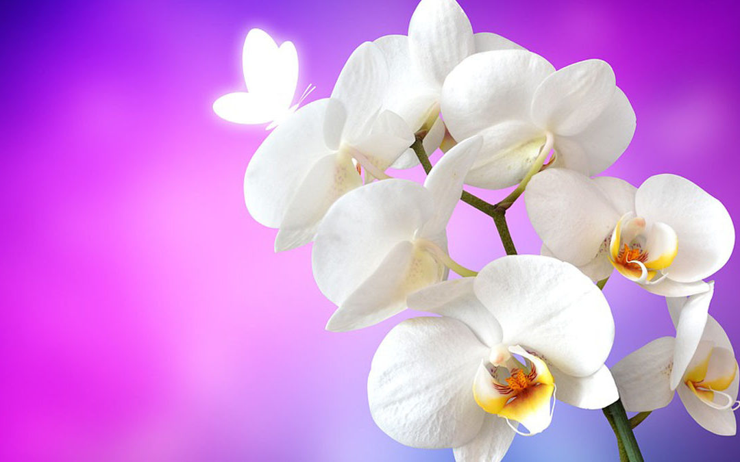Орхидея: удивительное разнообразие и красота цветов