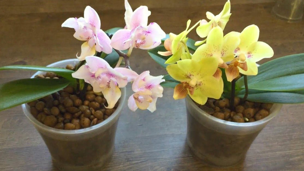 Орхидея в керамзите: секреты выращивания. Как поливать и посадить? Нужен ли керамзит для орхидеи?
