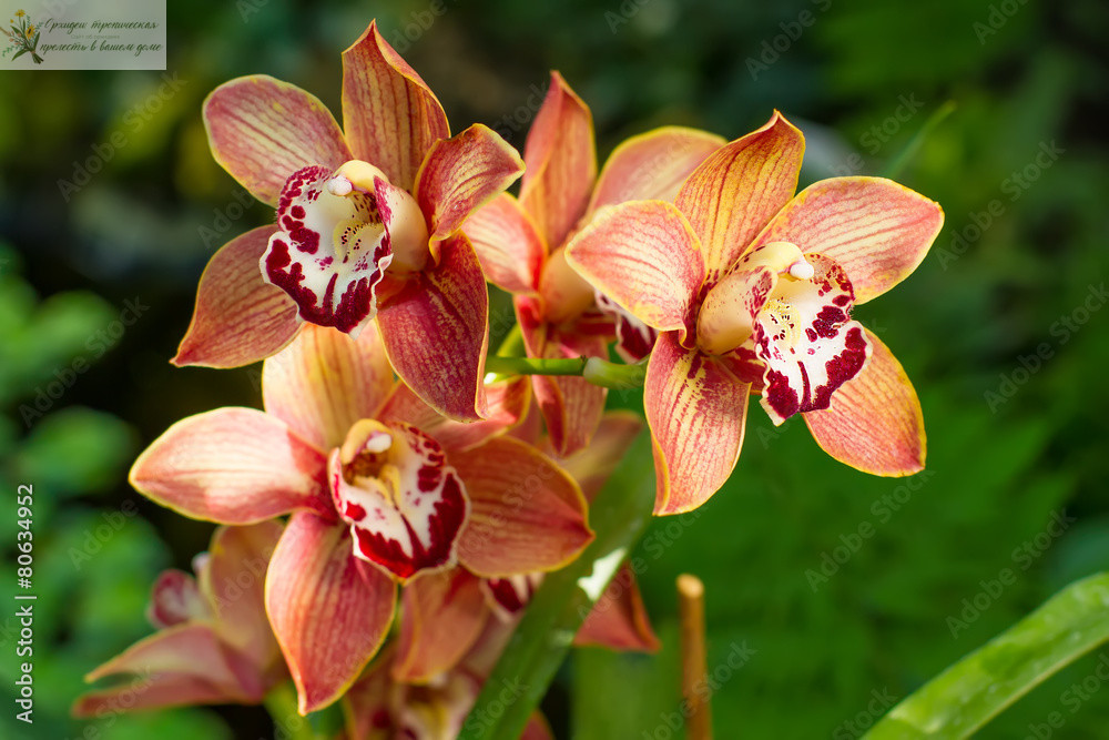 Орхидные растения. Цимбидиум