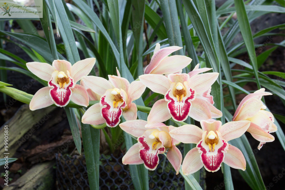 Орхидные растения.Цимбидиум розовый