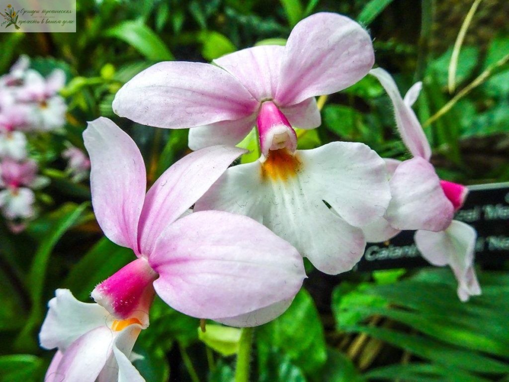 Цеофлора для орхидей. Каланте