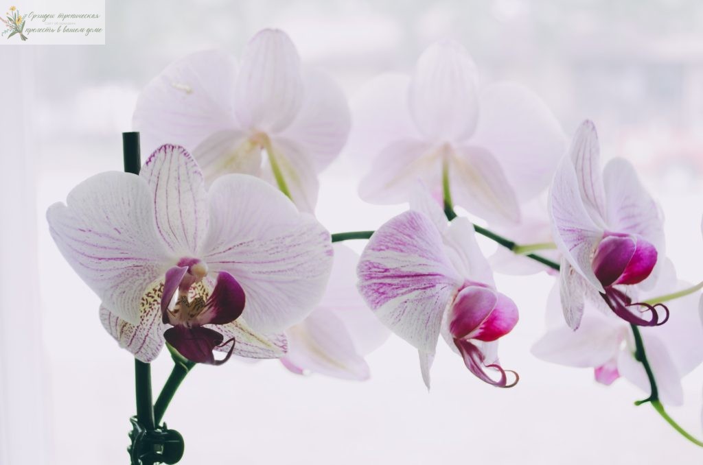 Научные названия орхидей. Бледно- розовая орхидея
