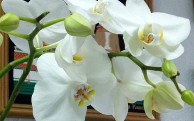 Королевская орхидея фаленопсис в сравнении с орхидеей стандартного цветения