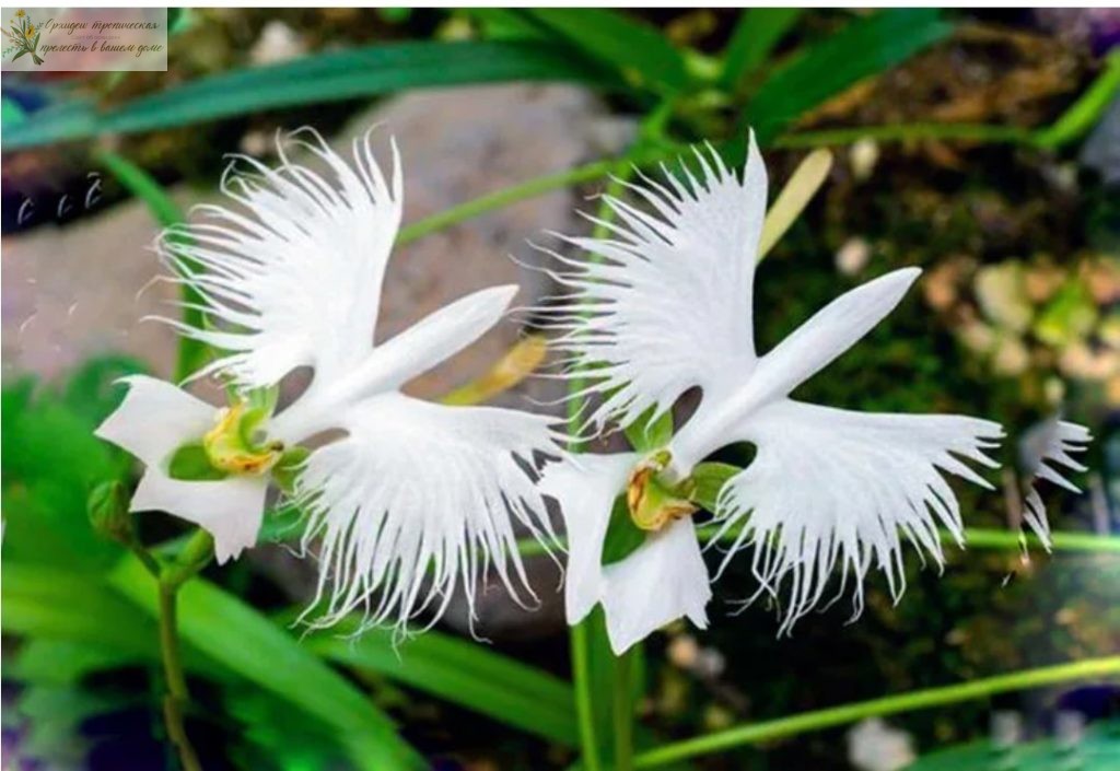 Цеофлора для орхидей. Крылатая перистая орхидея