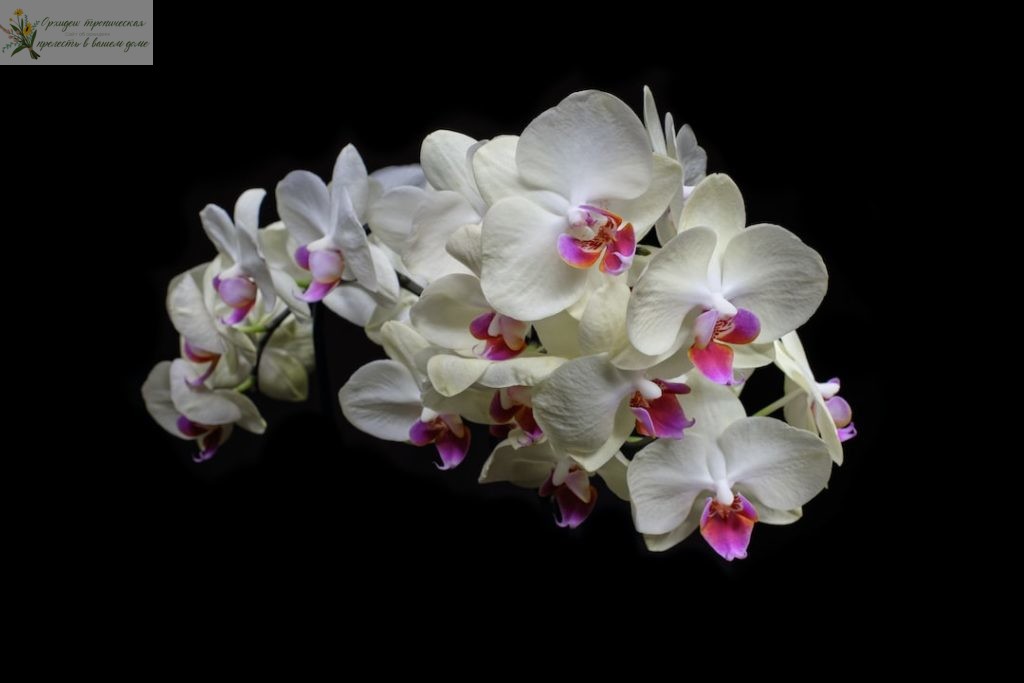Научные названия орхидей. Орхидня на темном фоне
