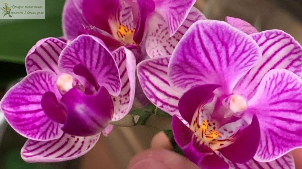 Ухаживать за орхидеей после цветения. Фиолетовая орхидея
