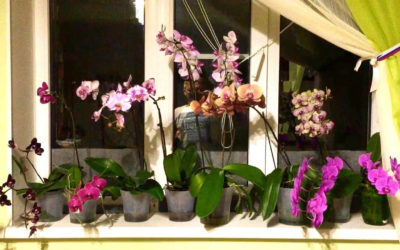 Мокрые пяточки: как ухаживать за орхидеями с помощью этого метода.