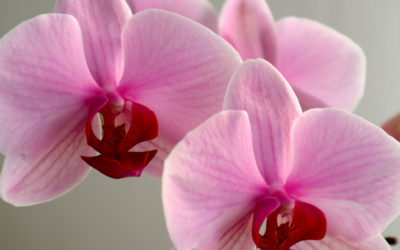 Научные названия орхидей: секреты ботанической номенклатуры