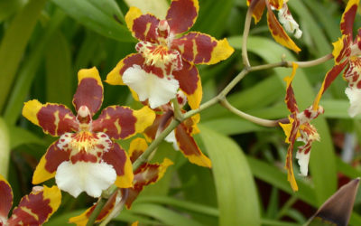 Орхидея Камбрия: уход за экзотическим цветком