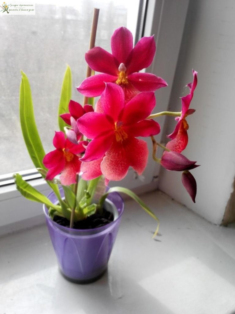 Уход за орхидеей камбрией в домашних условиях, фото видов и сортов