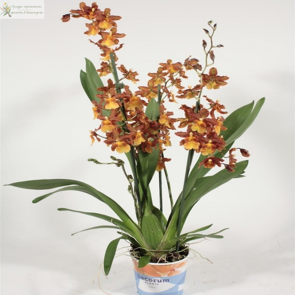 Камбрия — орхидея, специально созданная для украшения квартир и оранжерей