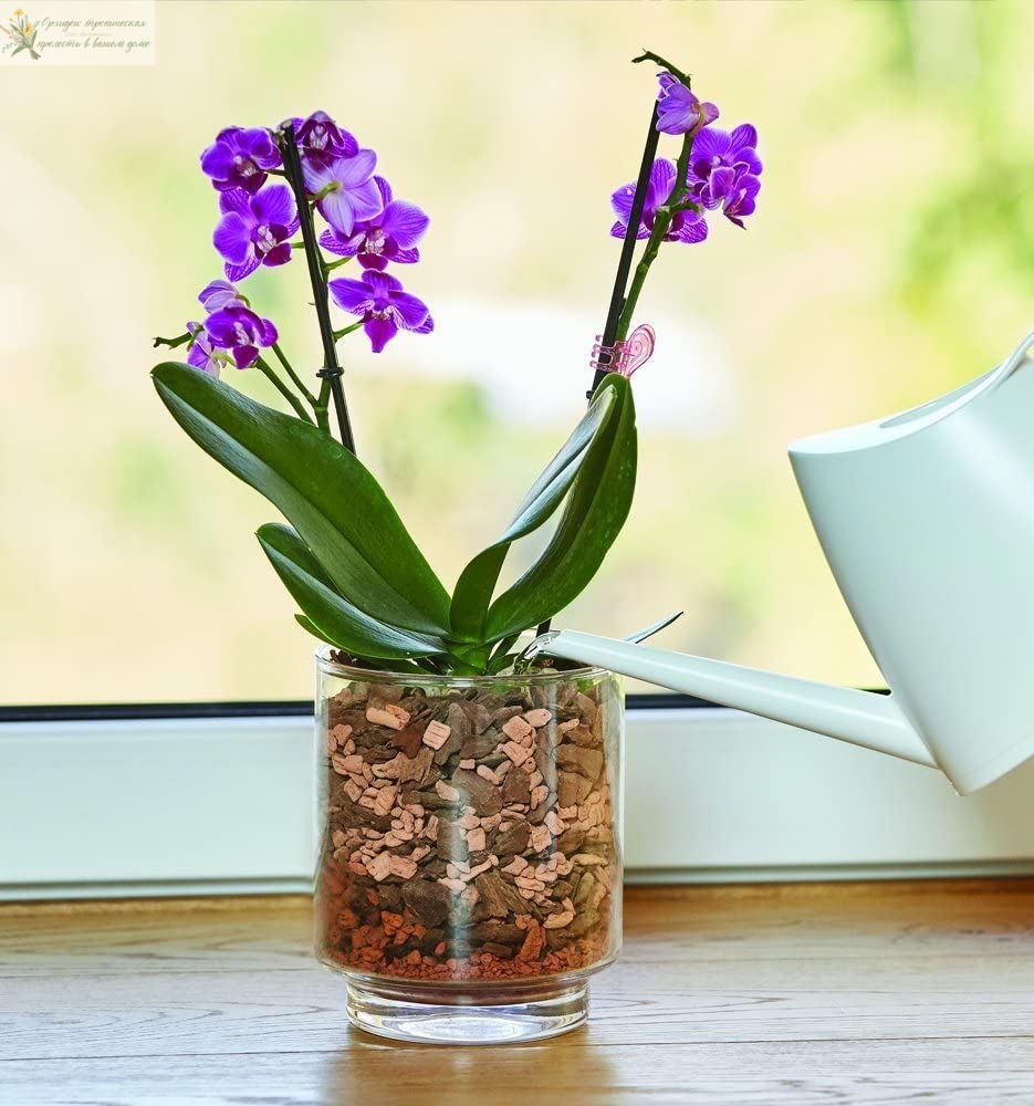 Серамис, орхидея в закрытой системе