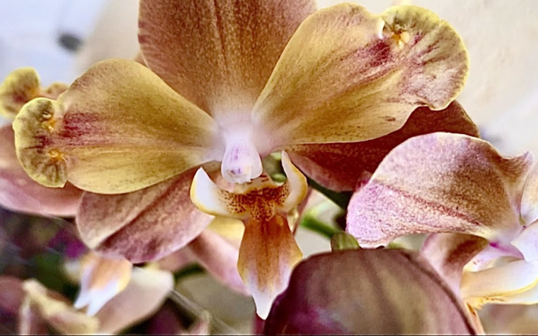 Орхидея бабулетка: уникальная красота и простой уход