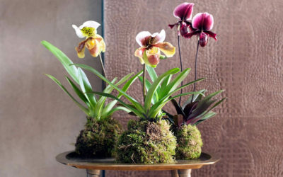 Кокедама – посадка орхидеи на моховый шар: секреты японского искусства