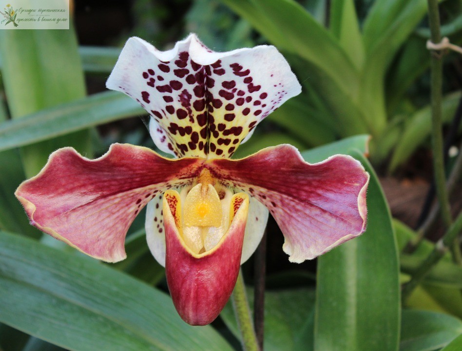 Диатомит, орхидея