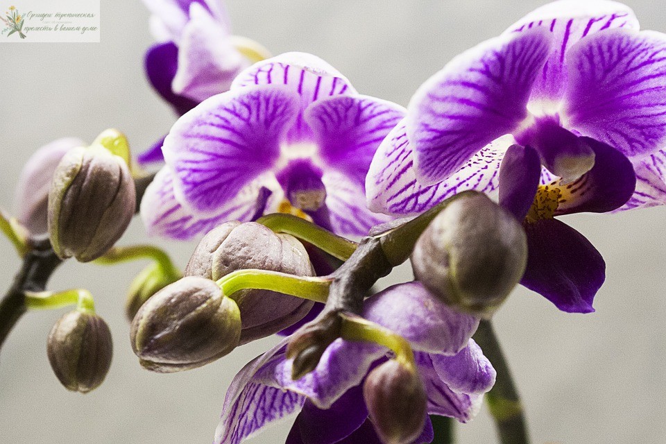 Диатомит в применении к орхидеям