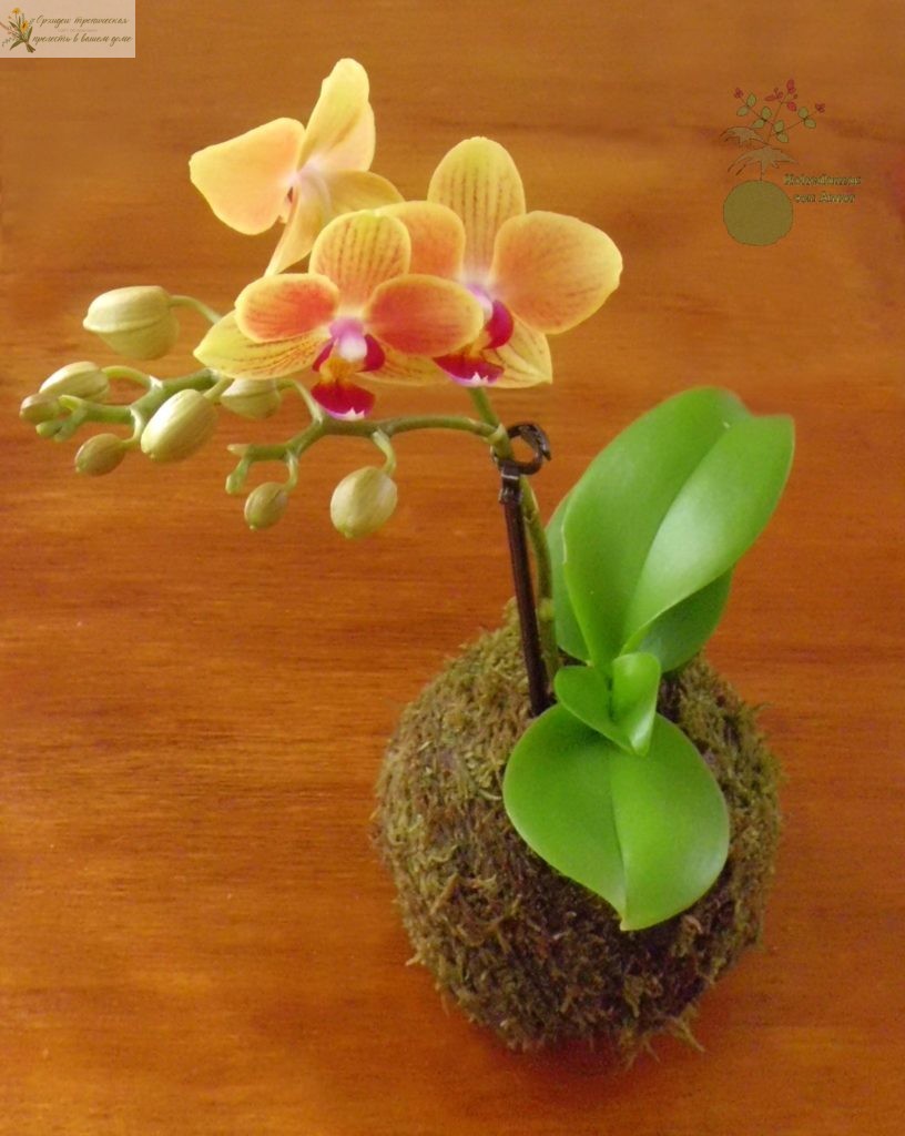 Орхидея в кокедаме