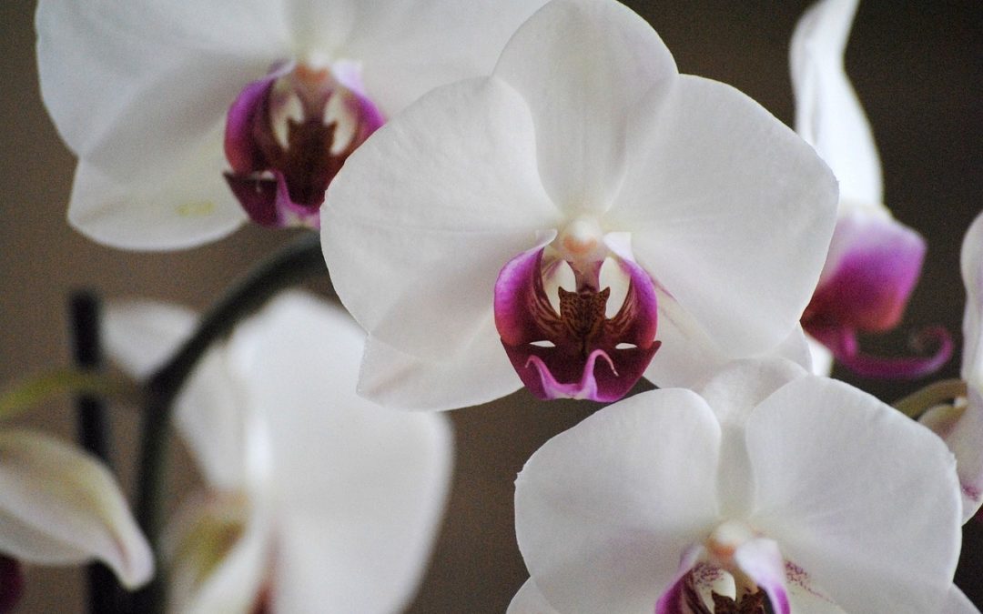 Корневая система орхидеи: адаптация, функции, уход и размножение