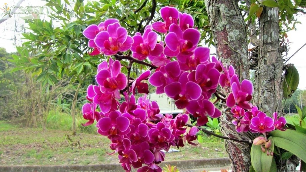 Происхождение орхидеи фаленопсис