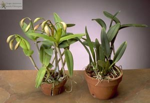 Содержание орхидей - соблюдение баланса